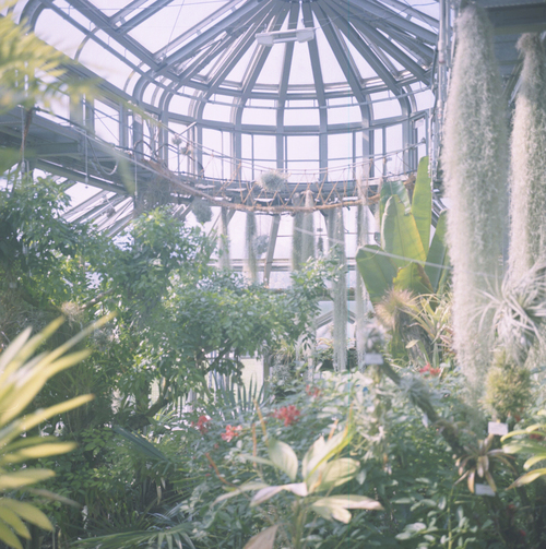 植物園へゆく_b0212922_1347897.jpg