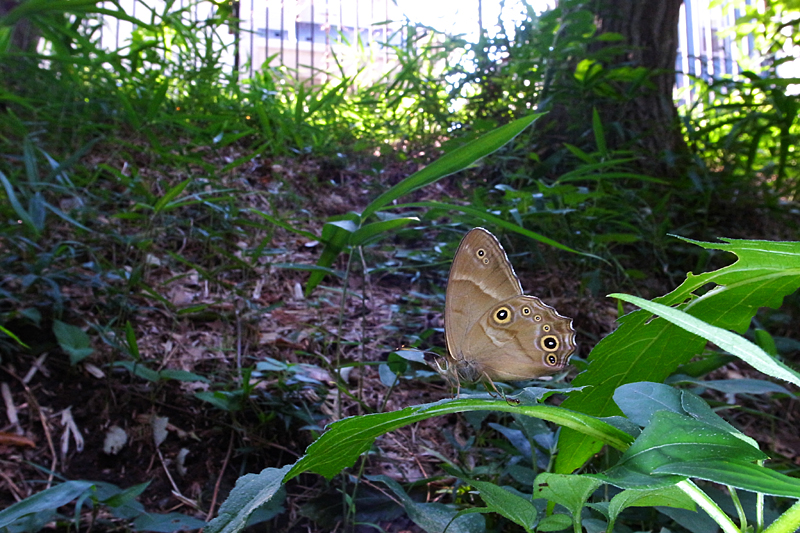 ２０１３年９月下旬　秋の公園_d0054625_1242561.jpg