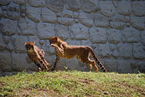 多摩動物園　2013秋　①_e0202231_0421726.jpg