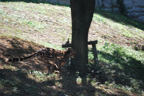 多摩動物園　2013秋　①_e0202231_103930.jpg