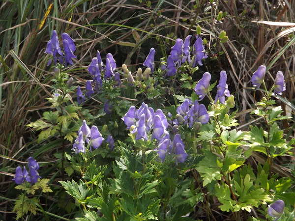 a0206345_20363136.jpg