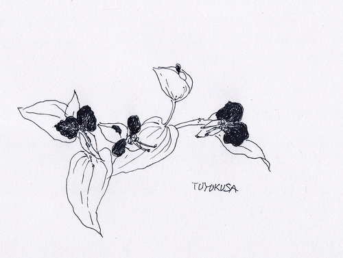 植物スケッチ/露草_d0101846_6561134.jpg