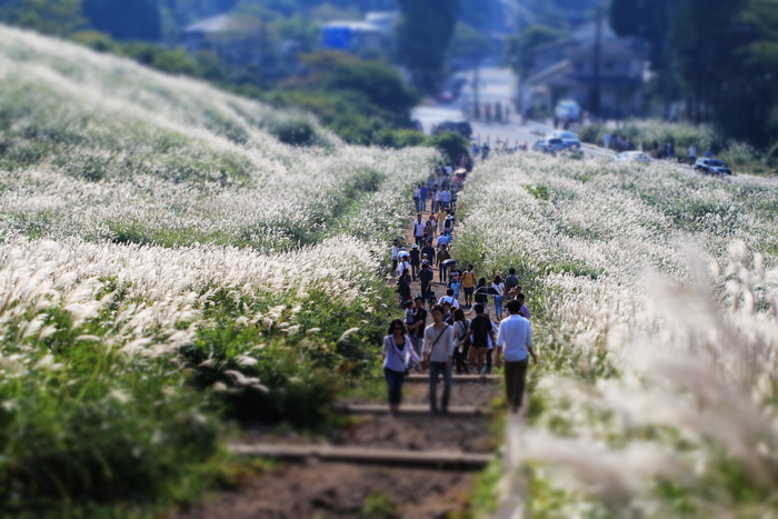 箱根 仙石原のすすき草原_e0327649_17234831.jpg