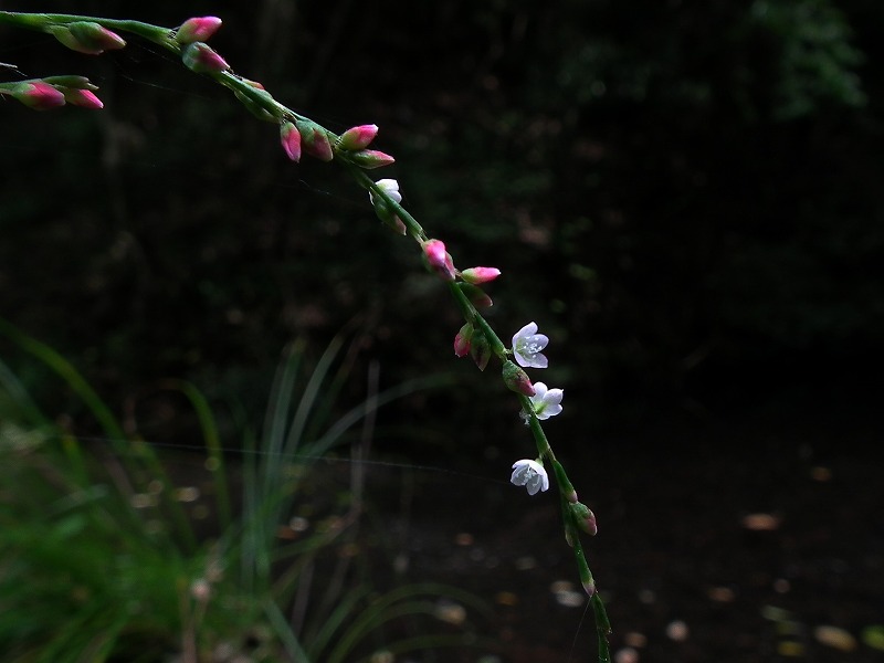 a0018655_20253358.jpg