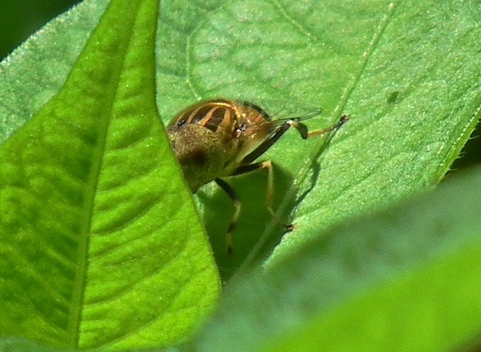 a0018655_20333346.jpg