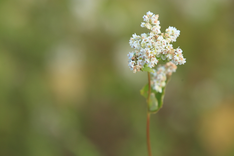 ソバの花_c0272958_2040245.jpg