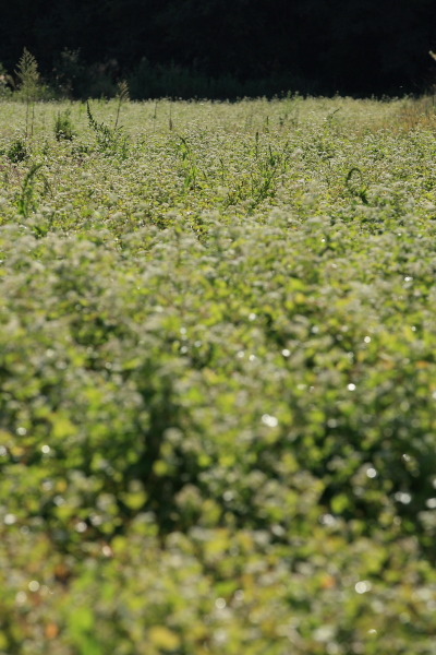 c0272958_20415514.jpg