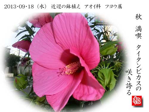 ２０１３年９月２３日（月）　タイタンビカスの花_e0120662_2354531.jpg