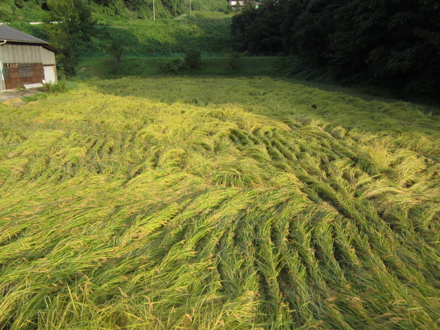 e0148662_754855.jpg