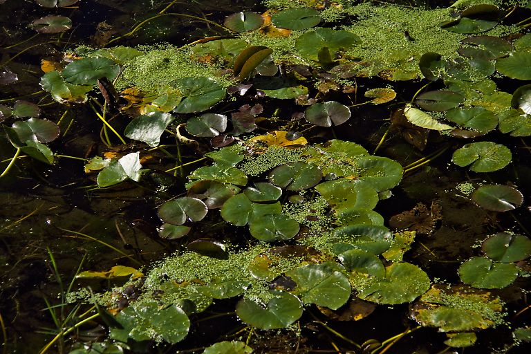 山中湖　花の都公園(９月１７日）_c0057265_32137.jpg