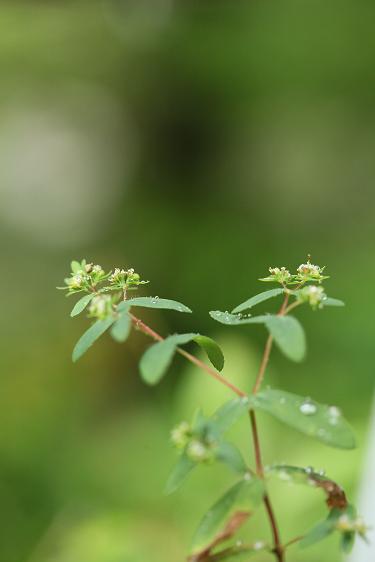 雨化粧_e0304170_19422295.jpg