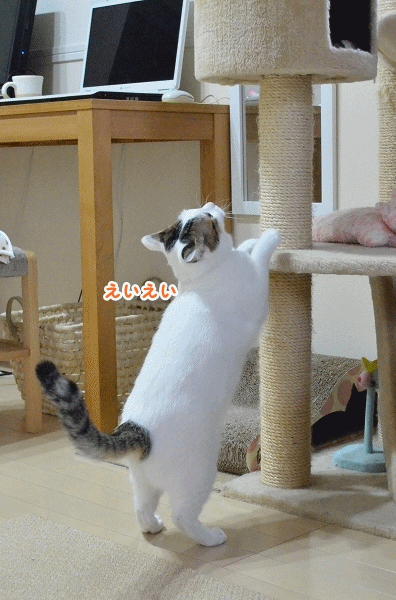 a0266372_22555420.gif