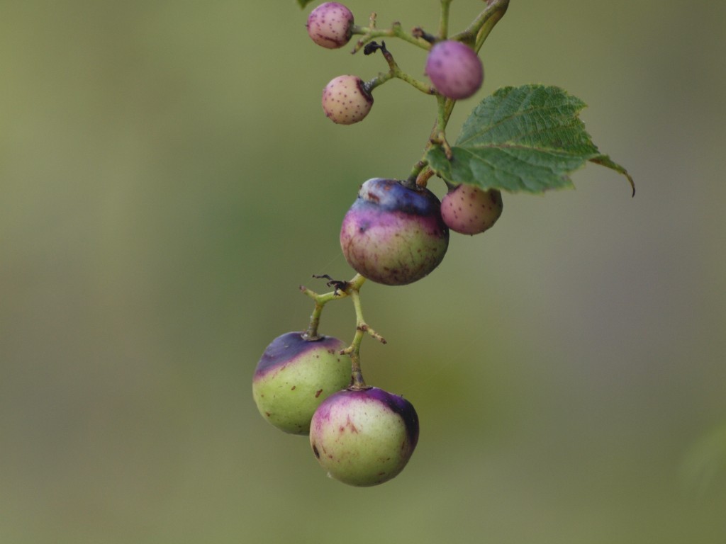 野葡萄 ノブドウ の実が色付いて 自然風の自然風だより
