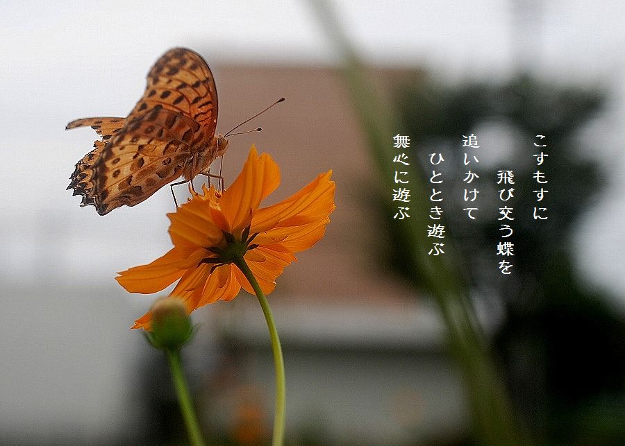 c0187781_02181.jpg