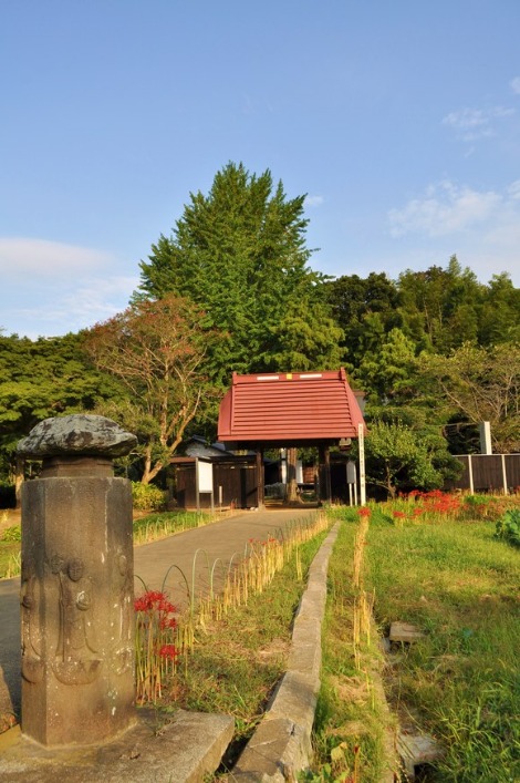結縁寺の彼岸花_a0126590_23233440.jpg