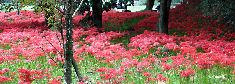 七ツ森古墳の彼岸花_e0199197_2225611.jpg