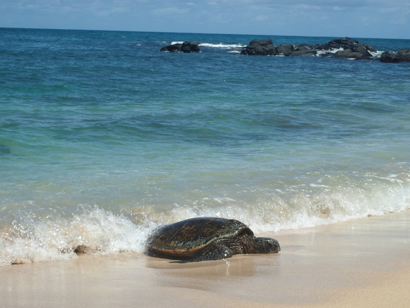 ＊２０１３Ｈａｗａｉｉ　５日目⑥　～ノースショア観光④ラニアケアビーチの海ガメ♪～_f0285497_14175545.jpg