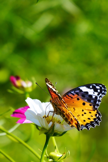 昭和記念公園 ２０１３秋 カワセミ･蝶_a0267399_9103396.jpg