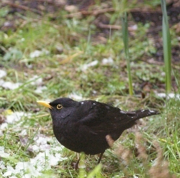 庭に来たAmsel(Black Bird)とモダーンについて_b0303200_2351741.jpg