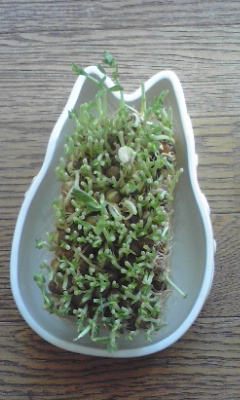 e0246703_235344.jpg