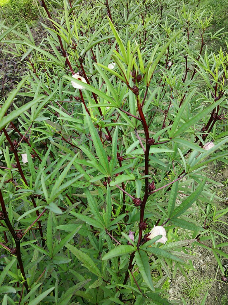 c0280206_928330.jpg