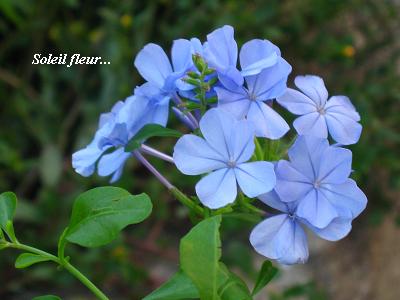 水色の花のこころ 花が教えてくれたこと