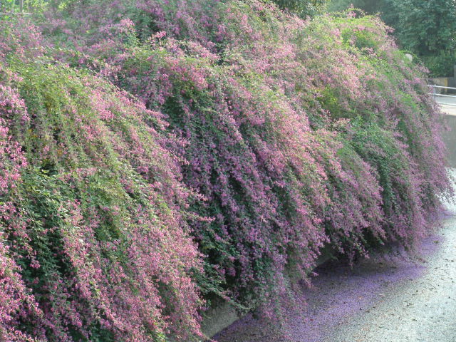 萩の花とあんこのお餅・おはぎについて…2013・9・24_f0231709_20121470.jpg