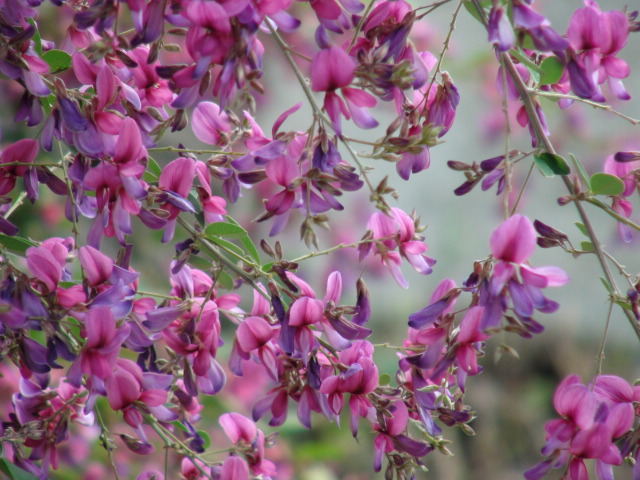 萩の花とあんこのお餅・おはぎについて…2013・9・24_f0231709_2012583.jpg