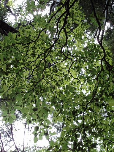 剣山からの空_c0146714_10102011.jpg