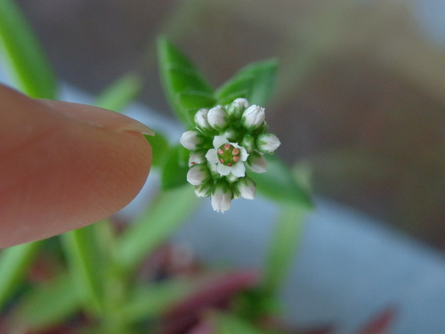 その後の多肉植物　花が咲いた！_a0279116_2121569.jpg