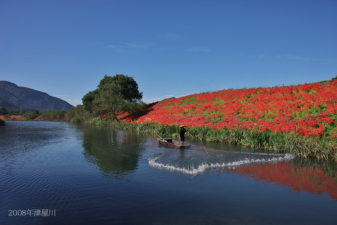 津屋川の彼岸花2013_c0115616_1756941.jpg