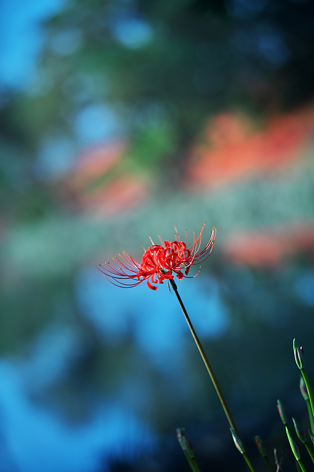 津屋川の彼岸花2013_c0115616_17573655.jpg