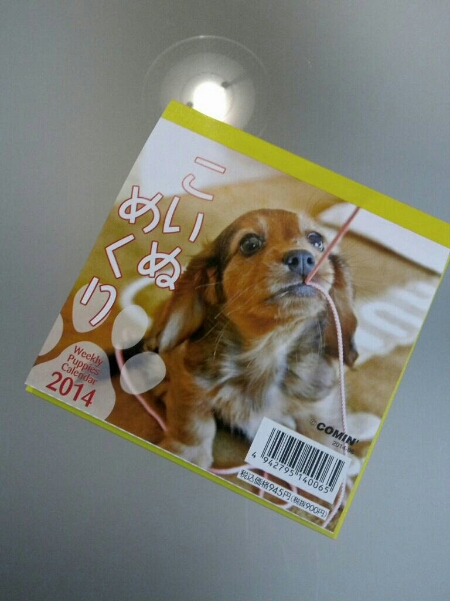 狆の子犬 2013年 夏生後39日_c0200916_20371924.jpg