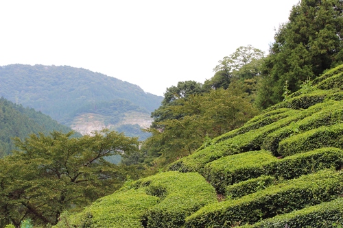 春日・在来茶を考えるシンポジウムへ_b0220318_238433.jpg