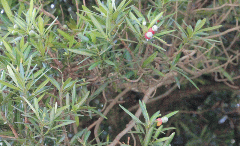 a0238019_1358696.png
