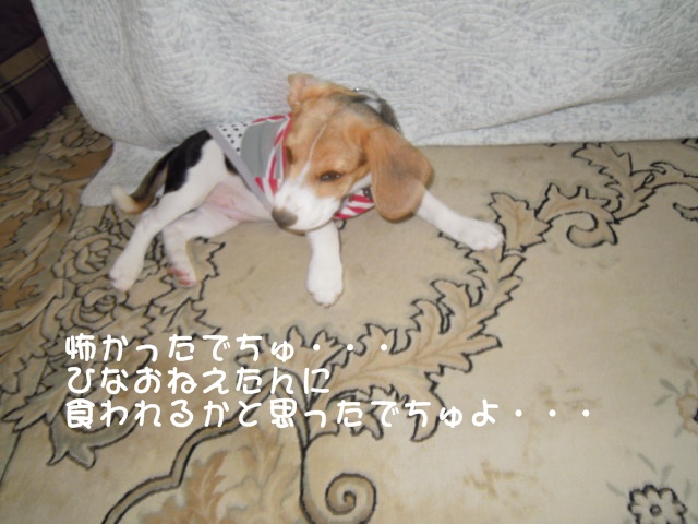 c0166622_1036364.jpg