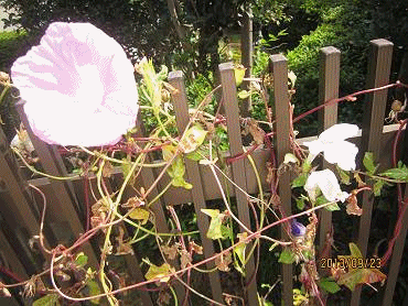 d0065324_2143966.gif