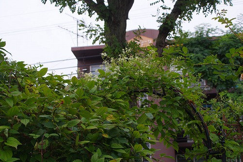 f0170524_10574534.jpg