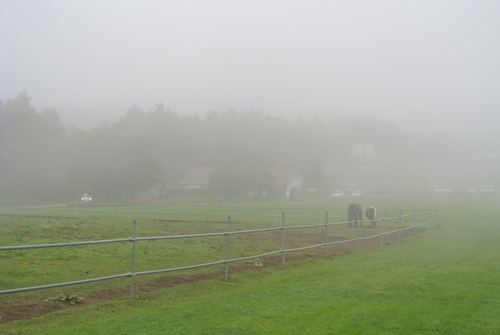 d0170835_10552735.jpg