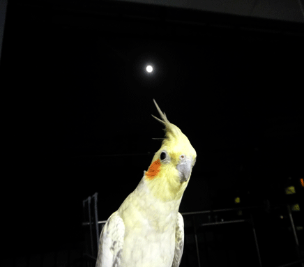 a0056140_20352222.gif