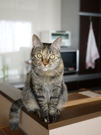 猫のお友だち ワサビちゃん天ちゃんう京くん編。_a0143140_0173019.jpg