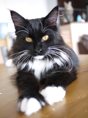 猫のお友だち ワサビちゃん天ちゃんう京くん編。_a0143140_0201833.jpg