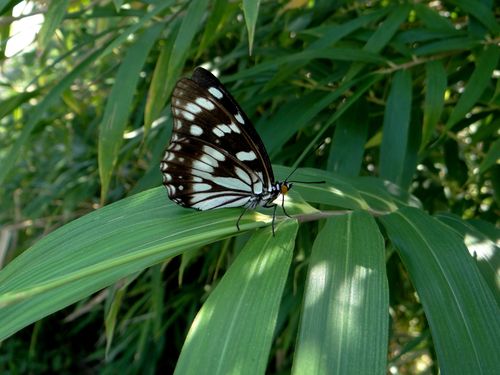 ゴマダラチョウ　　今季やっと接近撮影_d0254540_2055023.jpg