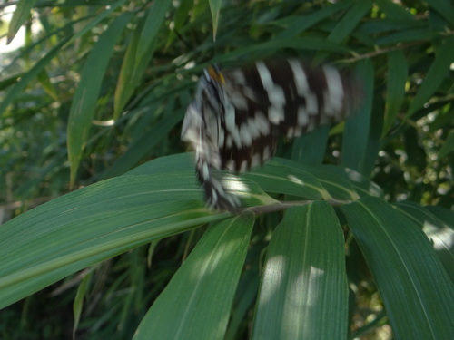 ゴマダラチョウ　　今季やっと接近撮影_d0254540_2091332.jpg