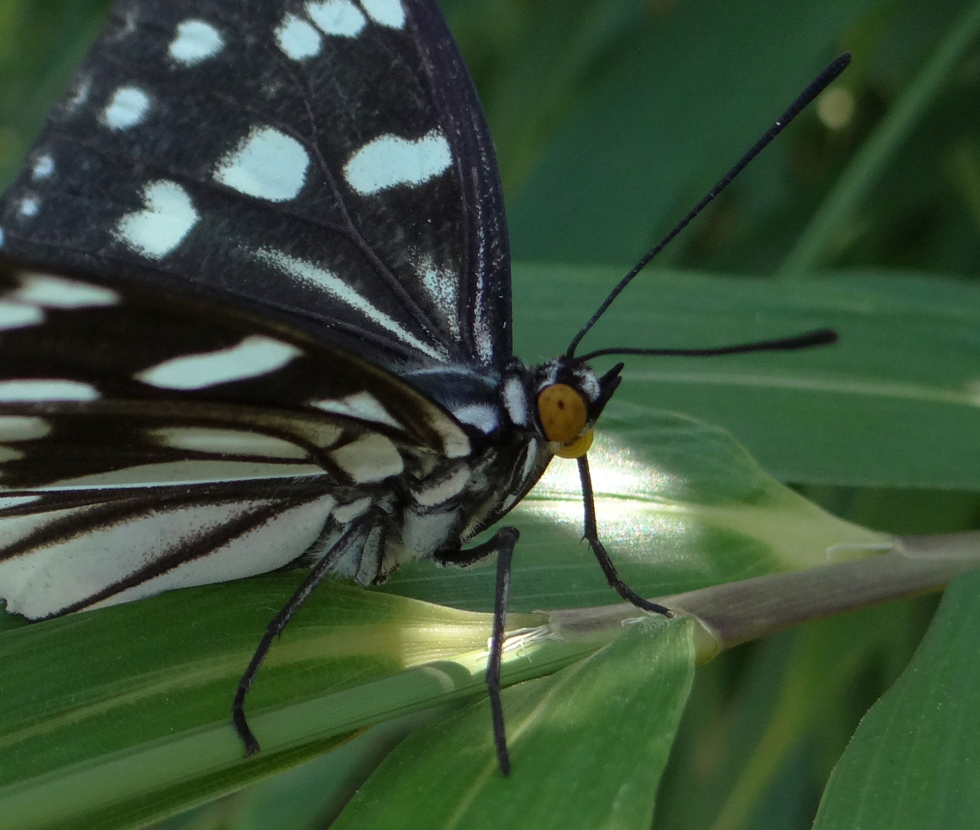 ゴマダラチョウ　　今季やっと接近撮影_d0254540_2094738.jpg