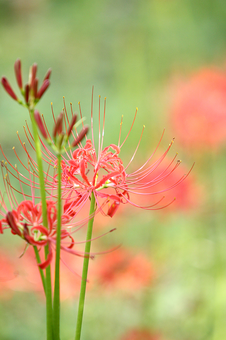曼珠沙華 _b0049843_7492314.jpg