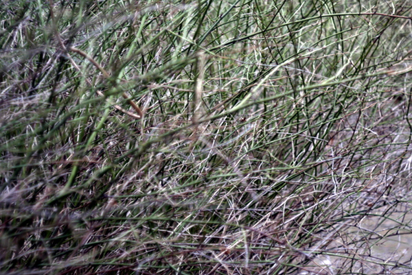 e0296043_1803949.jpg