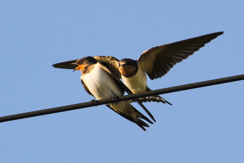 ツバメ : 春夏秋冬・写楽
