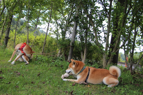 f0245650_1156346.jpg
