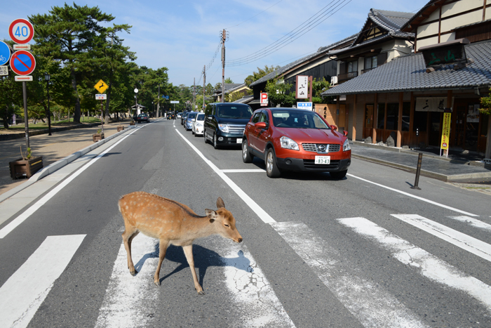 シカが歩道を歩く奈良の日常～地元で当たり前のことが外の人にとってはおもしろい_e0171573_19163211.jpg
